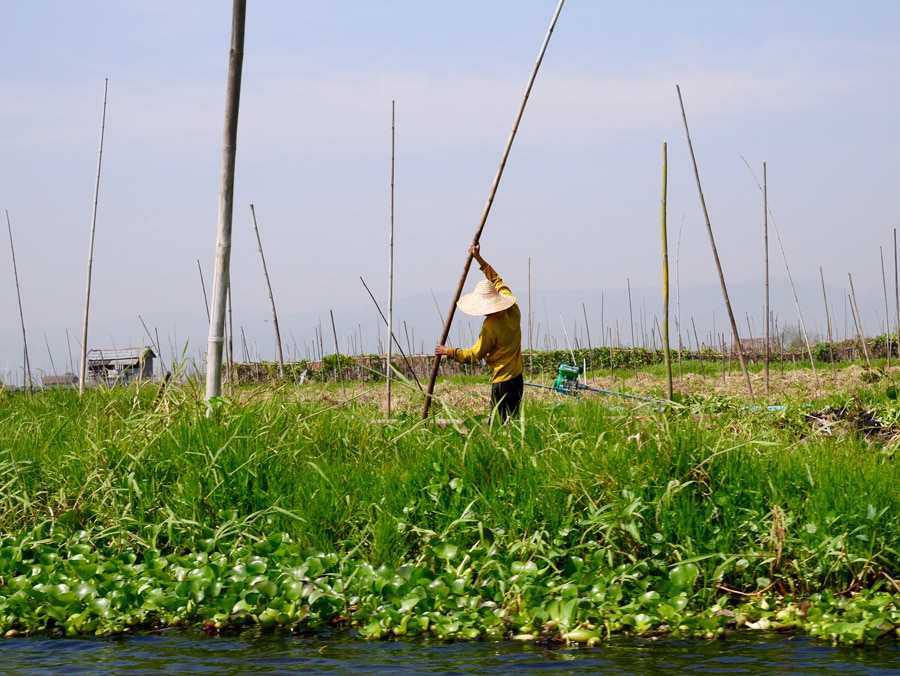 Potagers sur l'eau au lac Inle au Myanmar