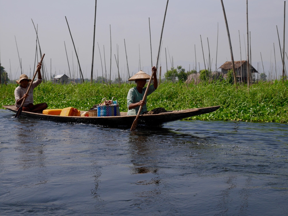 Un habitant du Lac inle se déplace en pirogue à travers les cultures sur l'eau