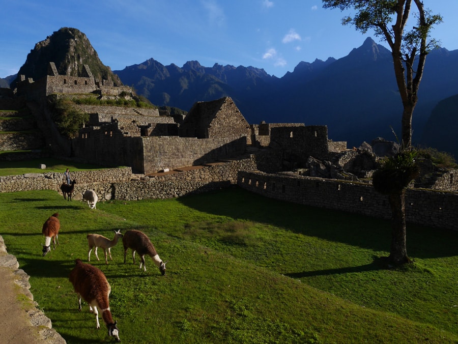 Lamas au Machu Picchu