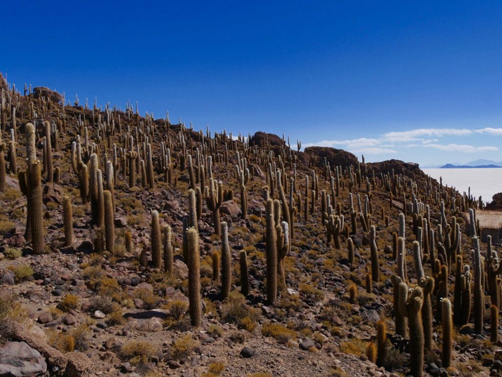 L'île aux cactus dans le Salar d'Uyuni en Bolivie
