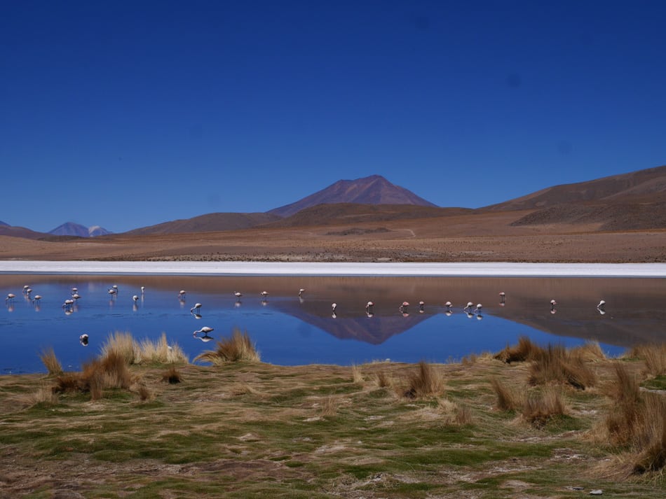 L'altiplano andin dans le Sud Lipez