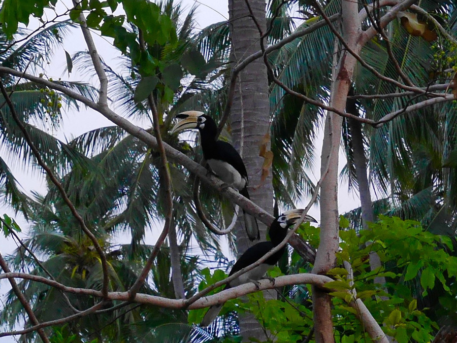 Calao : oiseau emblématique de l'île de Koh Ngai