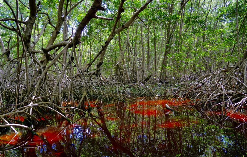 Mangrove Yucatan