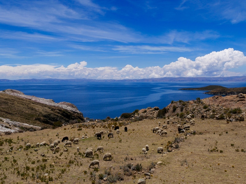 Moutons à Isla del Sol en Bolivie