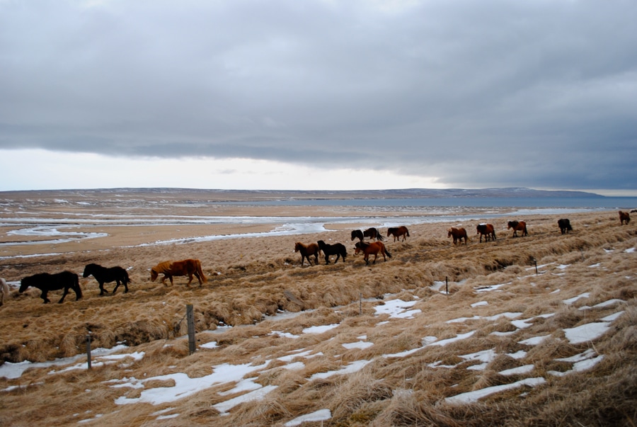 Les chevaux Islandais