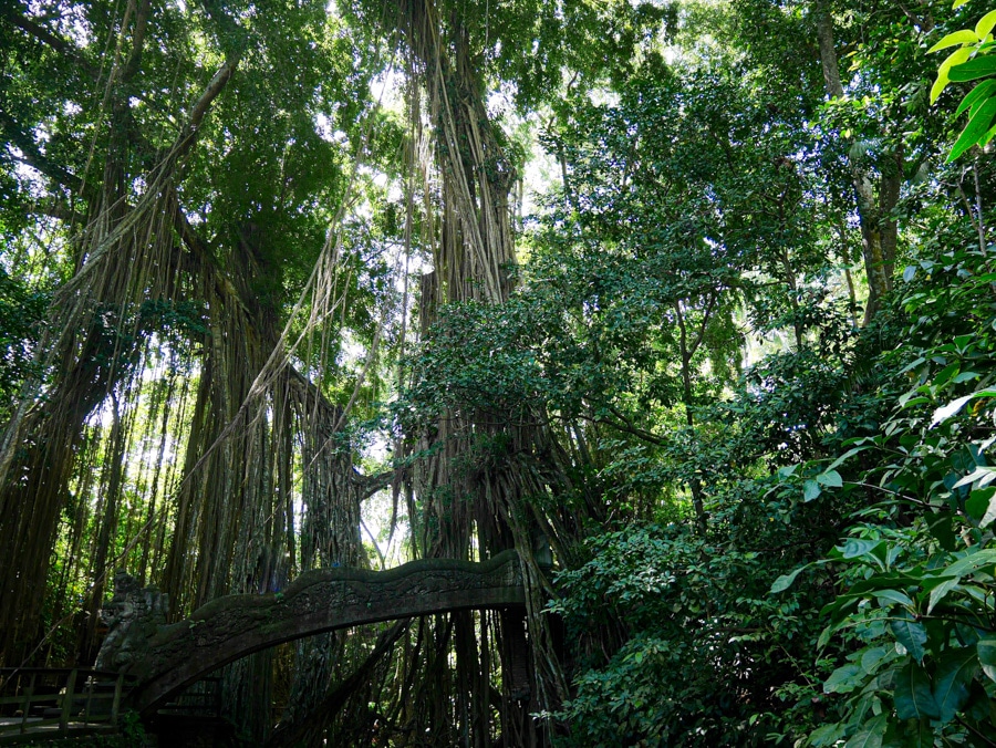 La forêt des singes de Bali en indonésie