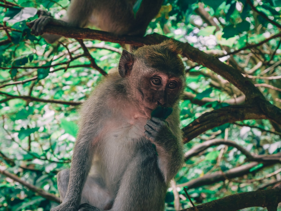 Un singe de la Monkey forest de Bali en indonésie
