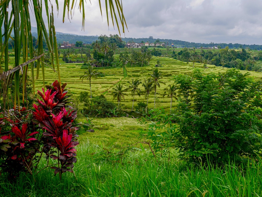 Les rizières de Jatiluwih à Bali