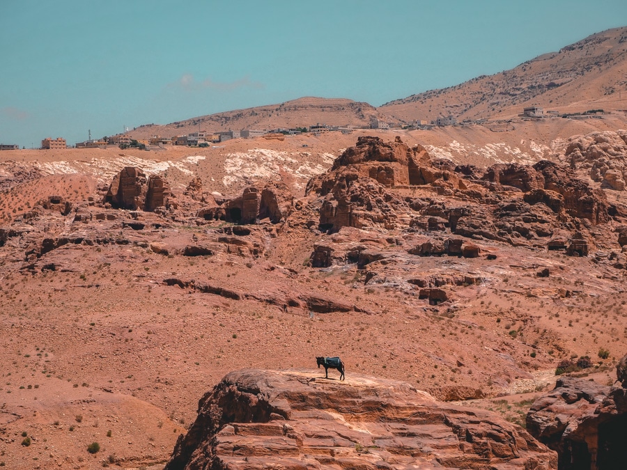 Un âne à Pétra en Jordanie